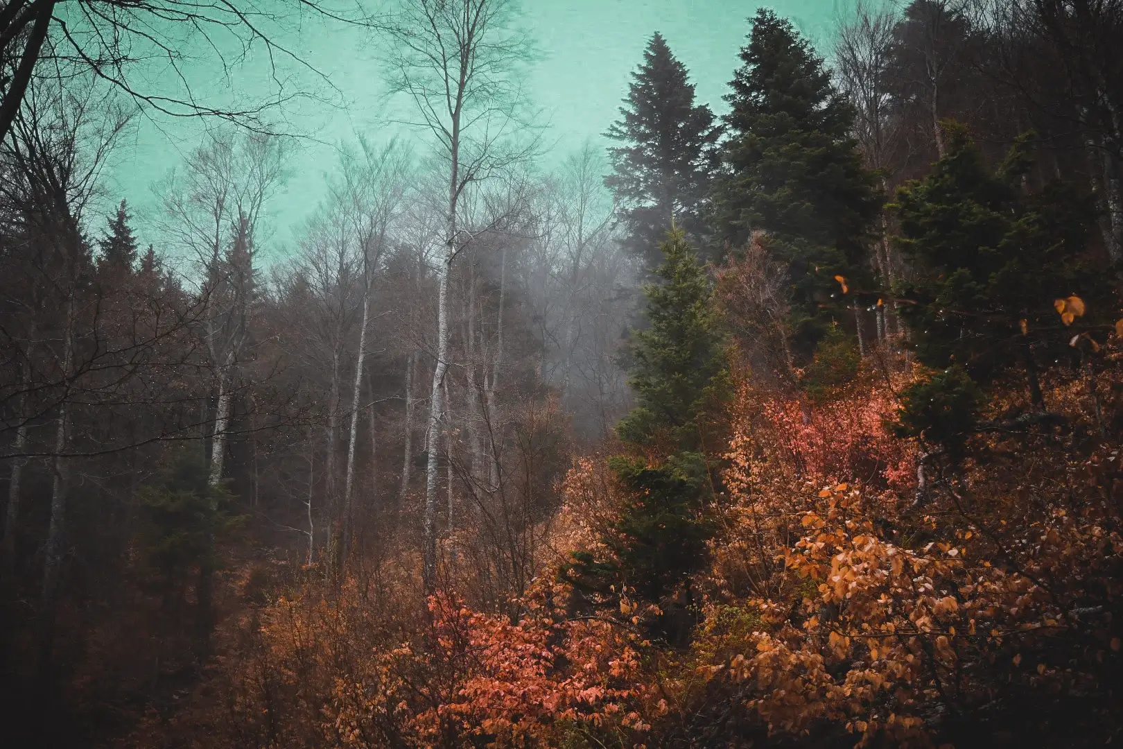 Photographie 4